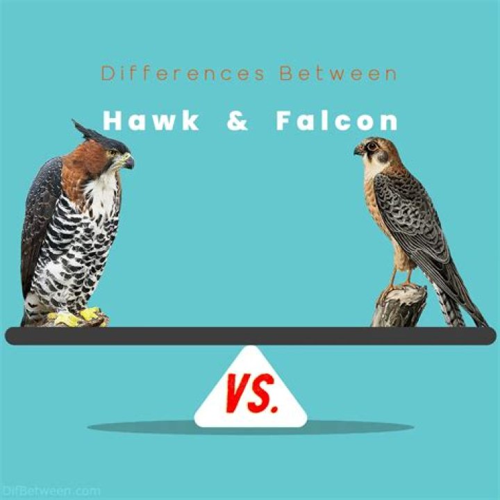 What is difference between Falcon and Hawk?