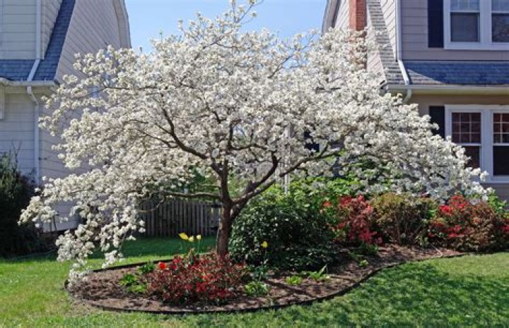 What is Dogwood wood used for?