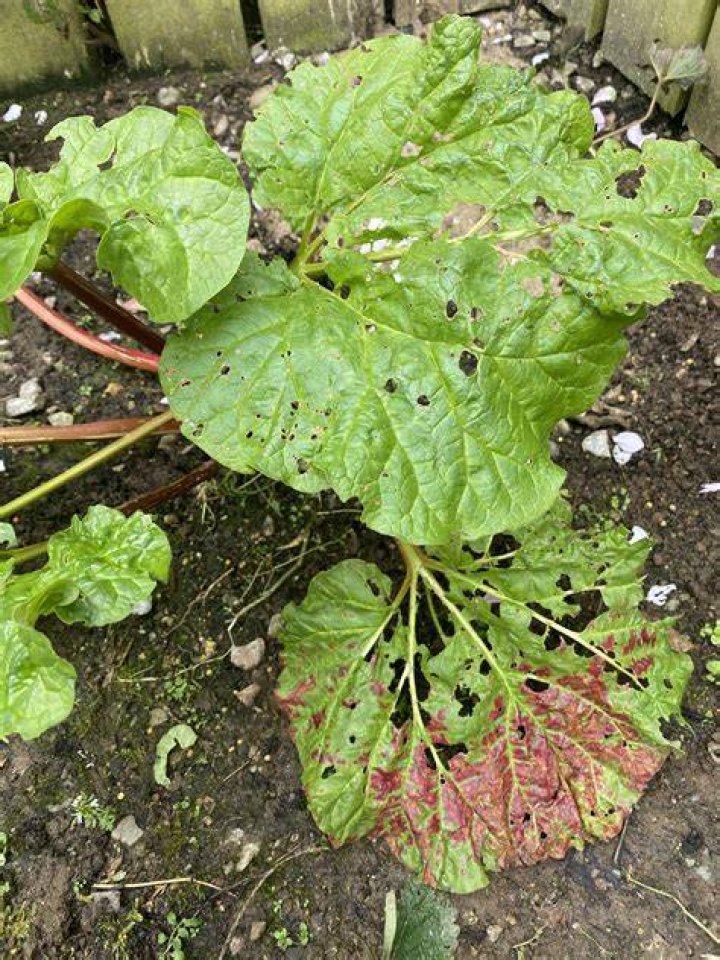 What is eating my rhubarb plants?