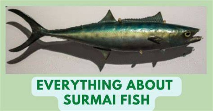 What is English name of Surmai fish?