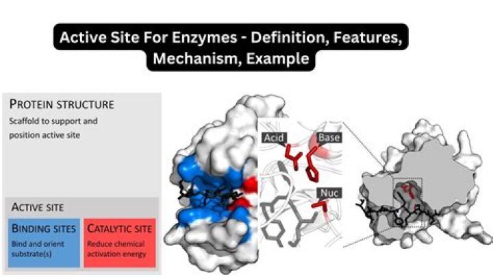 What is enzyme soap? | ContextResponse.com