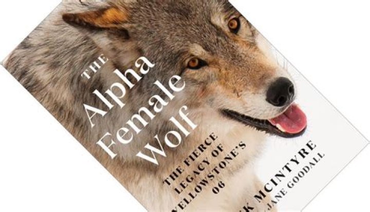What is female wolf called?