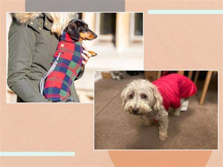 What is good for dogs skin and coat?