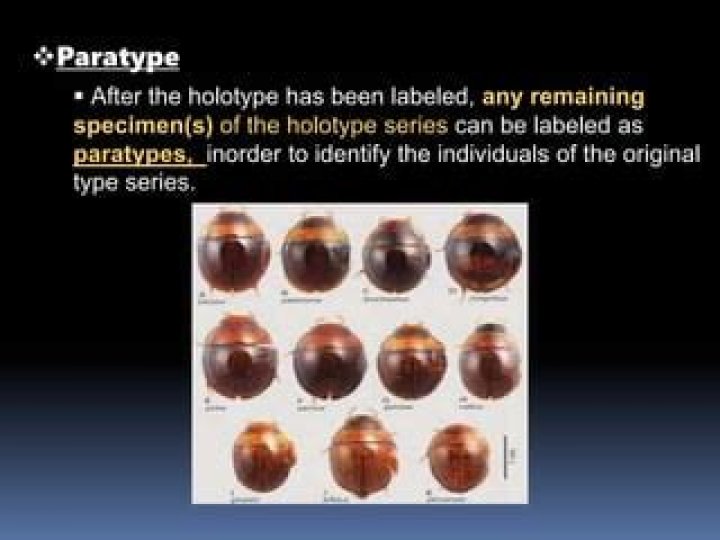 What is holotype and Paratype?