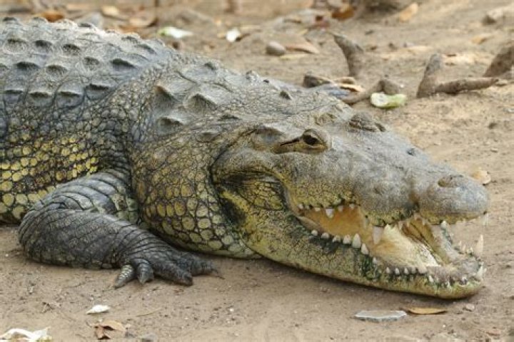 What is hornback crocodile?