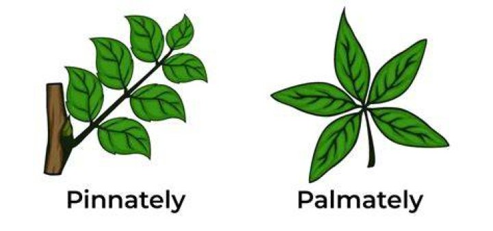 What is Imparipinnate Leaf? | ContextResponse.com