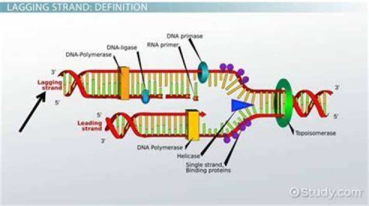 What is lagging strand synthesis?
