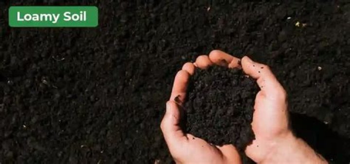 What is loamy soil used for?