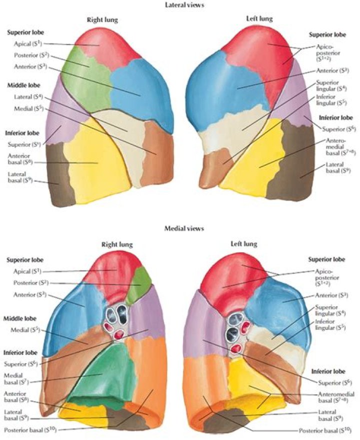 What is lung segment? | ContextResponse.com