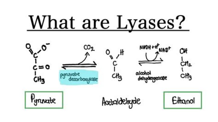 What is lyase enzyme?