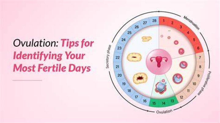 What is meant by fertile days?
