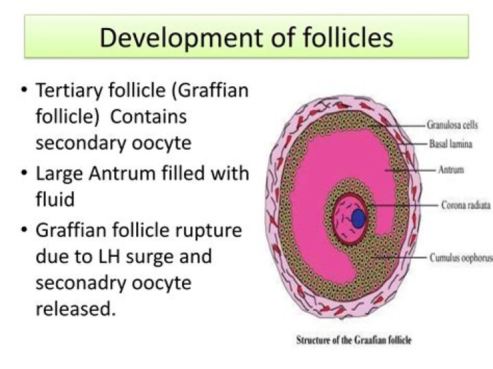 What is meant by tertiary follicle?