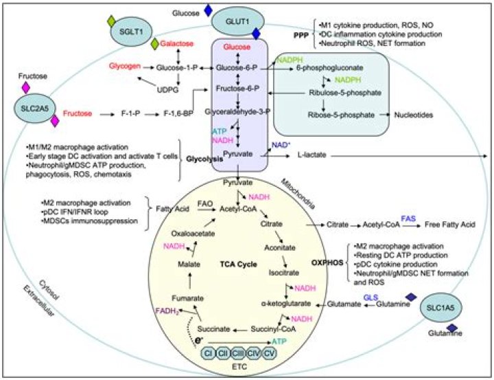 What is metabolism biochemistry? | ContextResponse.com