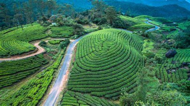 What is Munnar tea?