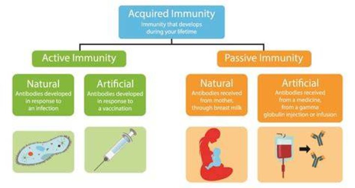 What is natural immunity?