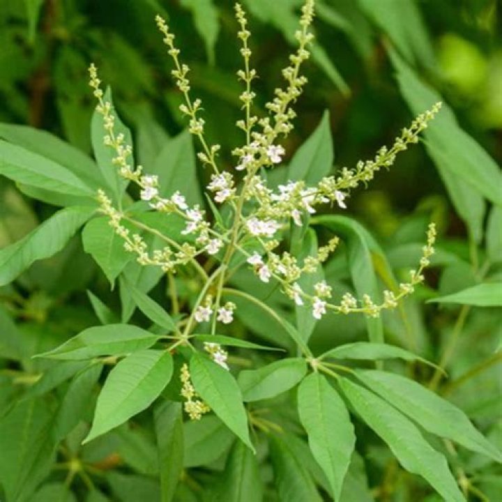 What is Nochi Leaf? | ContextResponse.com