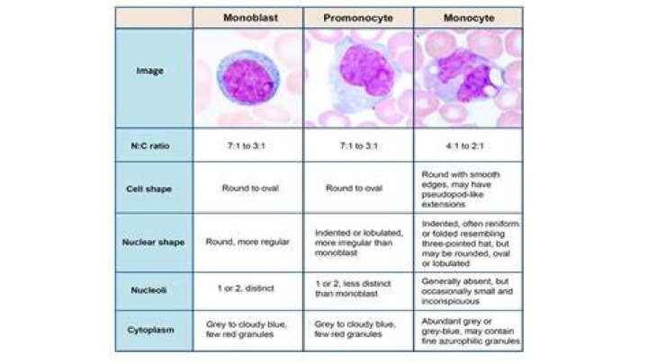 What is normal monocyte count?