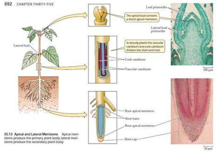 What is primary plant body?