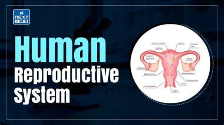 What is reproductive system in mammals?