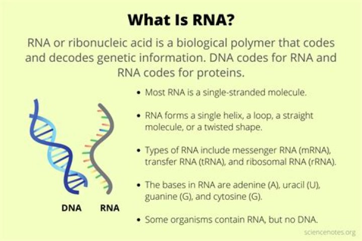 What is RNA used for?