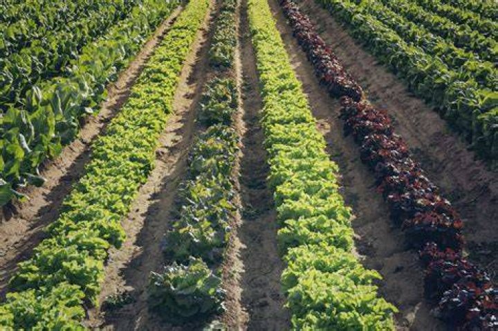 What is row planting arrangement?
