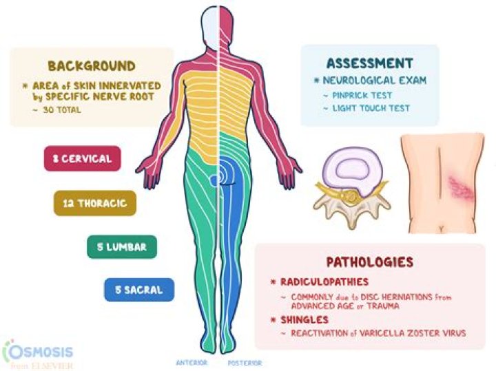 What is s1 Dermatome? | ContextResponse.com