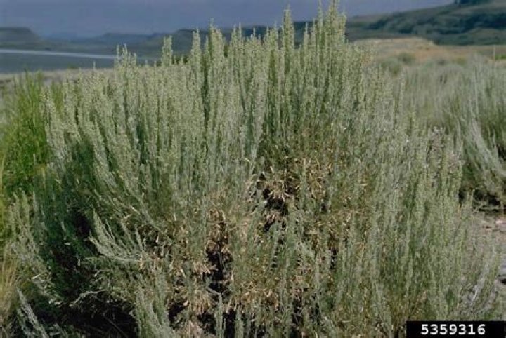 What is sagebrush good for?