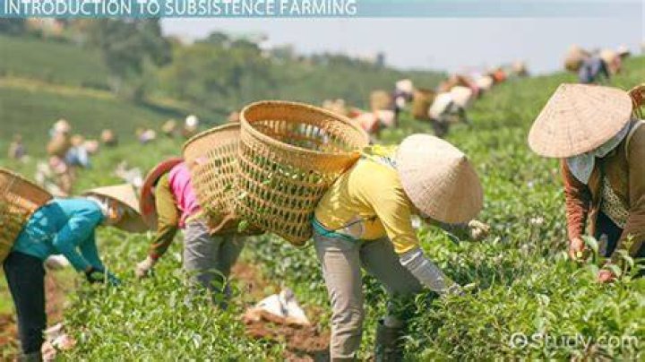 What is simple subsistence farming?