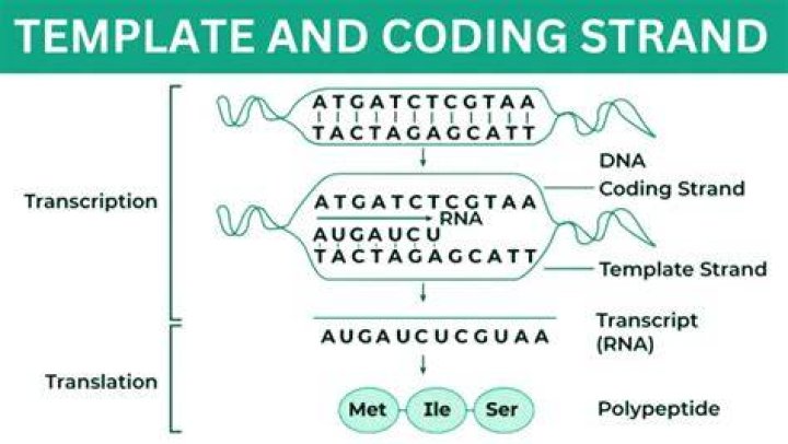 What is template and coding strand?