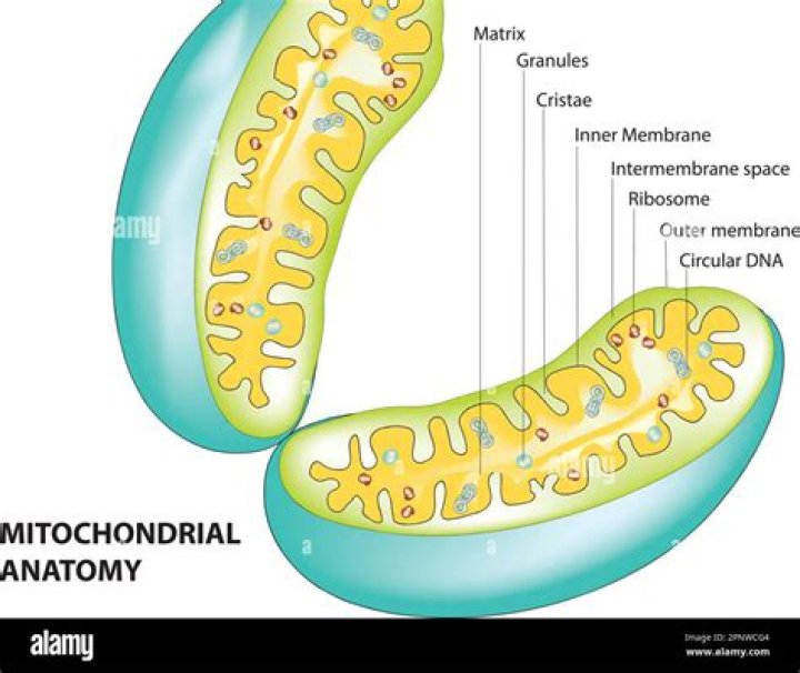 What is the advantage of folded inner membrane in mitochondria?