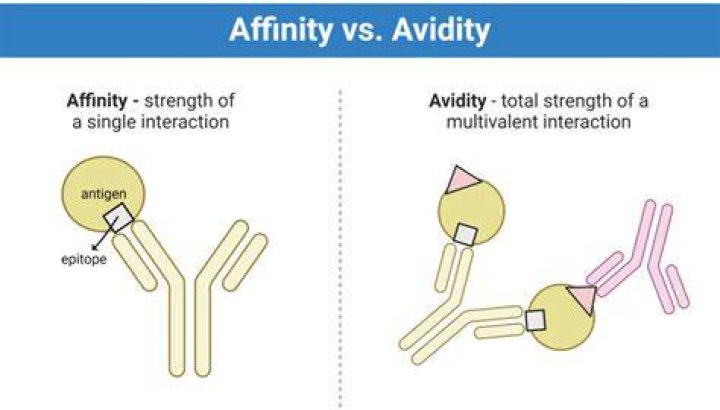 What is the affinity of a drug?