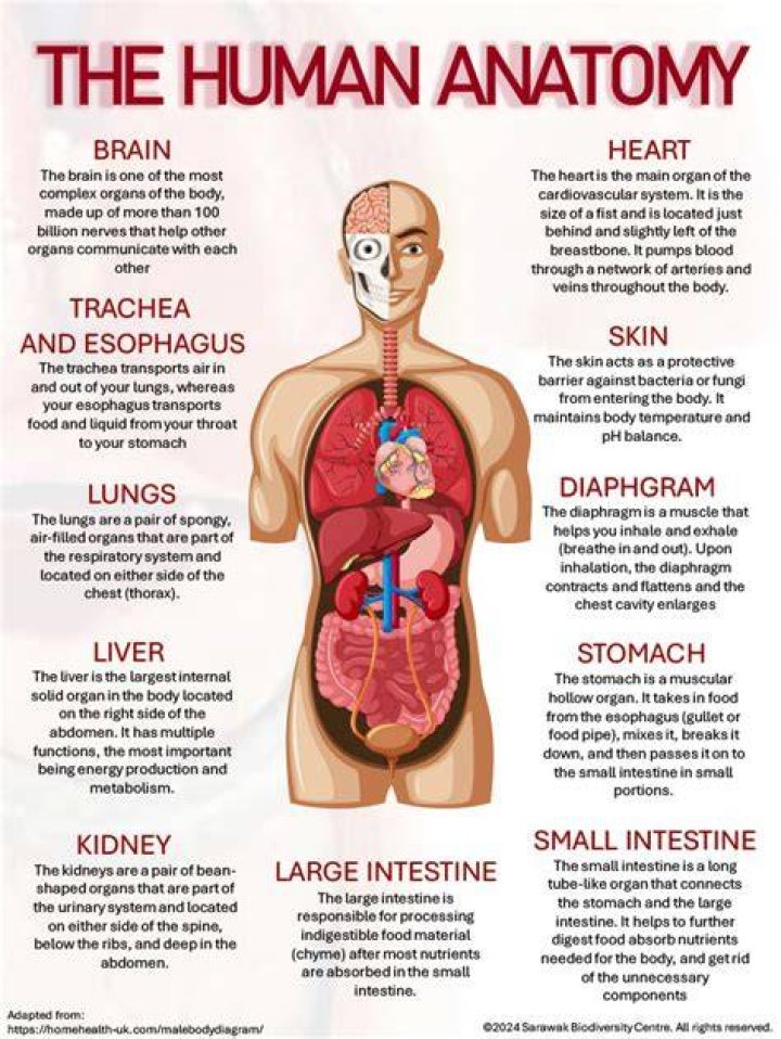 What is the anatomy of a human?