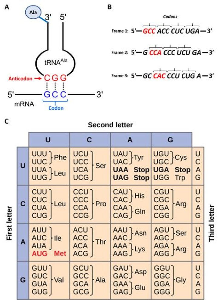 What is the anticodon on tRNA?
