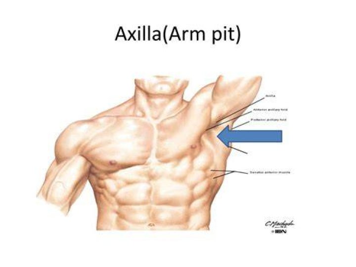 What is the armpit region called?