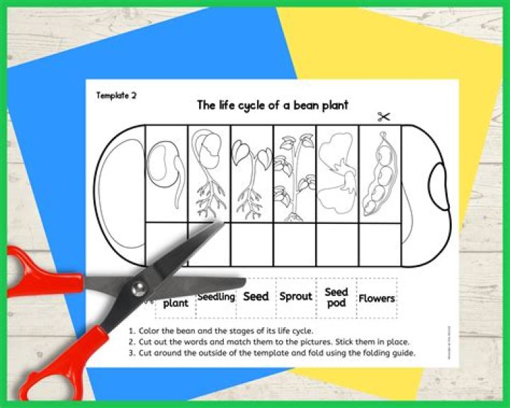 What is the average height of a bean plant?
