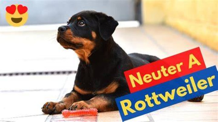 What is the best age to neuter a Rottweiler?