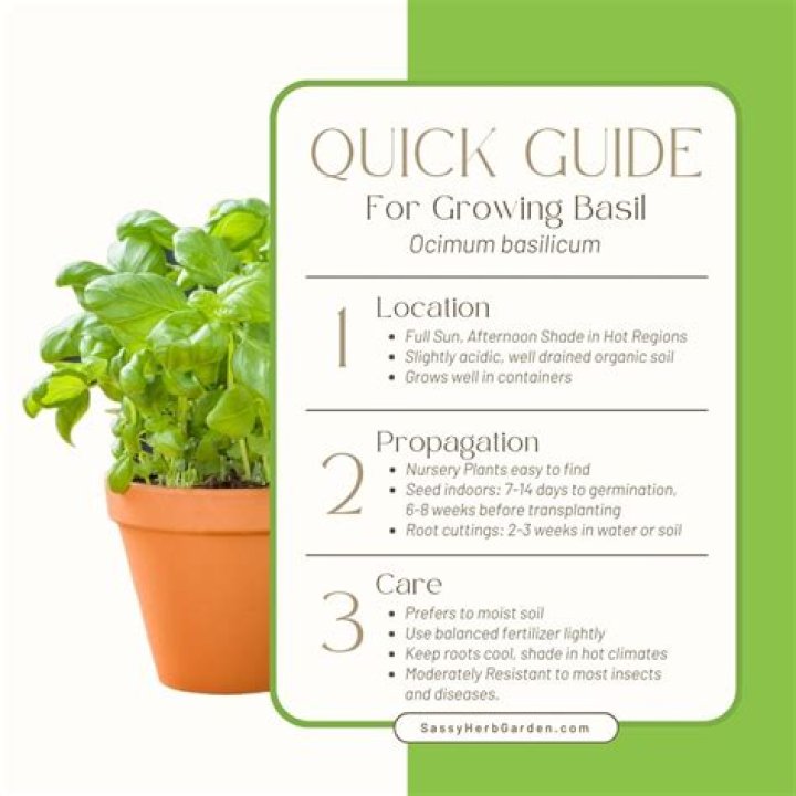 What is the best basil to grow?