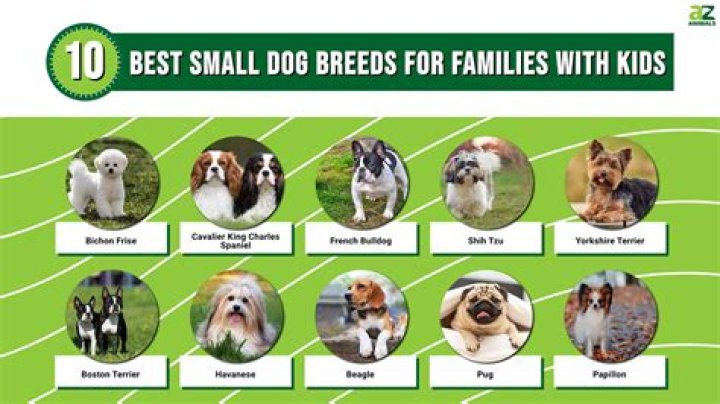 What is the best dog for a young child?