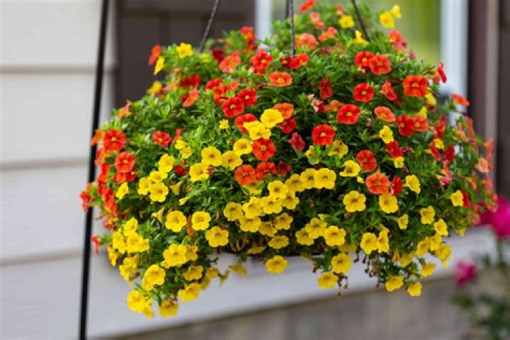 What is the best flowers for hanging baskets?