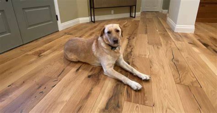 What is the best hardwood floor finish for dogs?