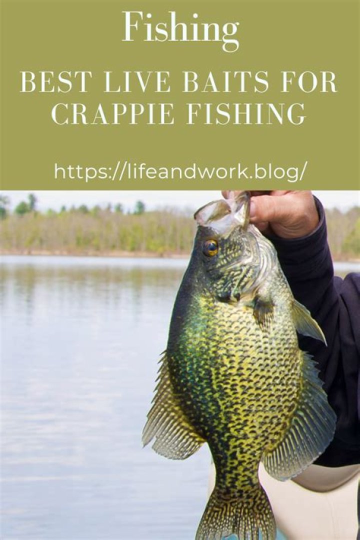 What is the best live bait for crappie?