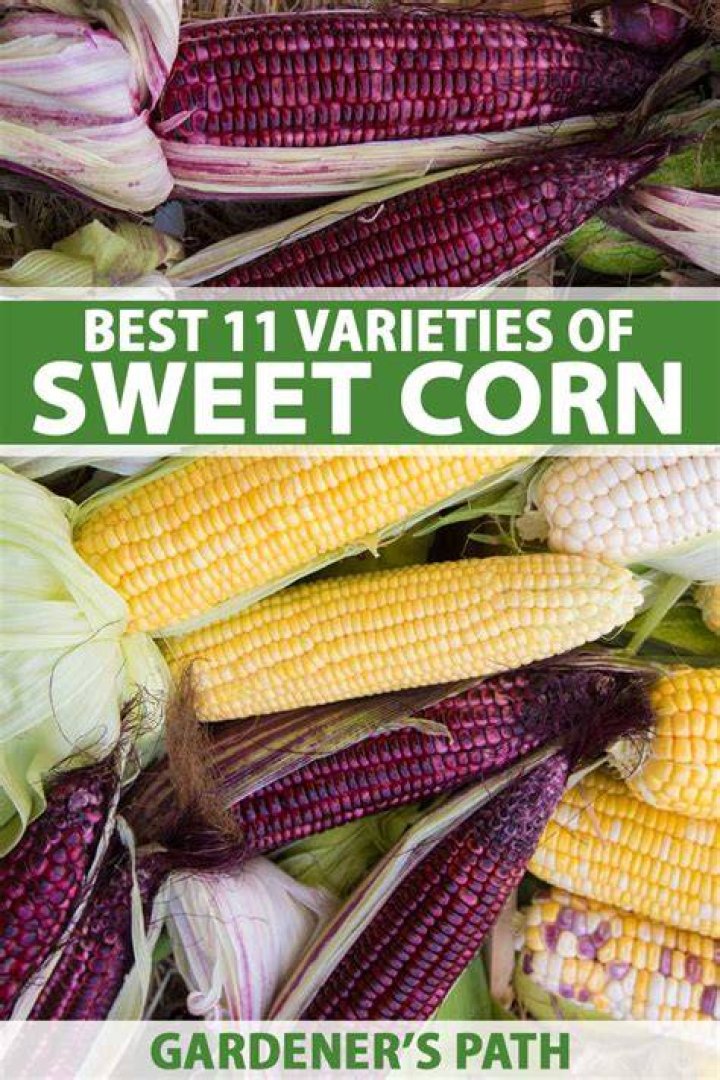 What is the best sweet corn to plant?