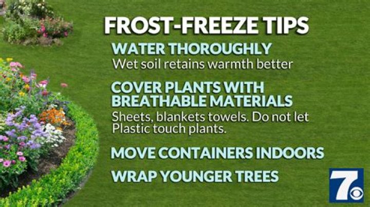 What is the best way to cover plants during a freeze?