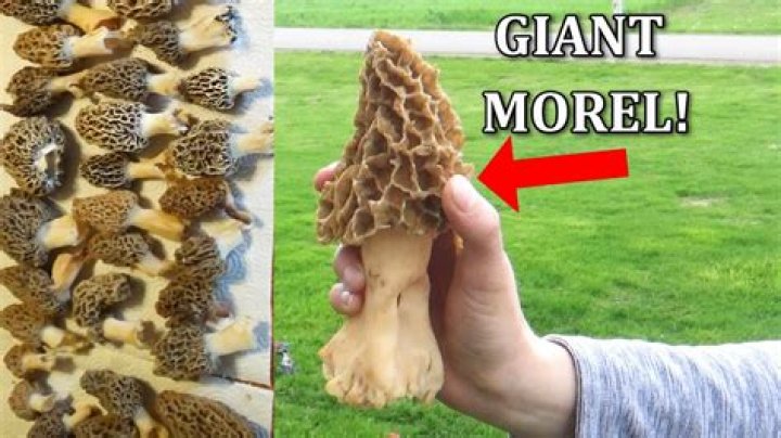 What is the biggest morel ever found?