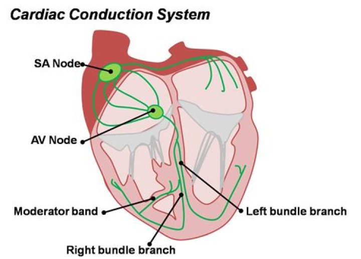 What is the cardiac conduction system?