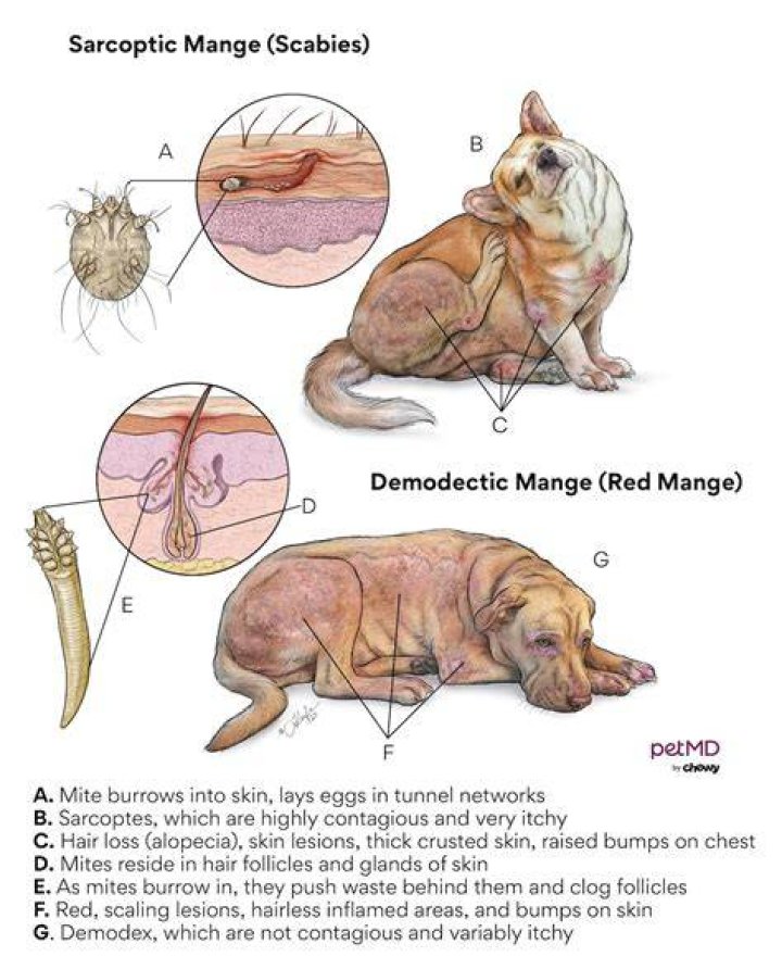 What is the cause of mange?