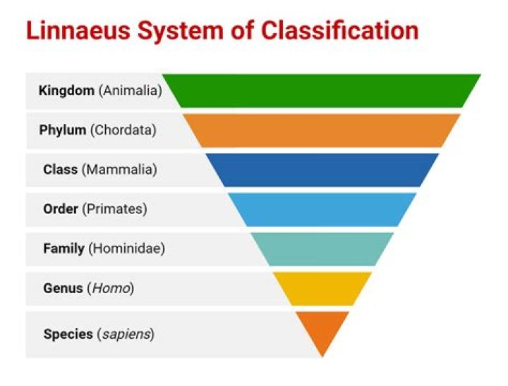 What is the classification of a turkey?