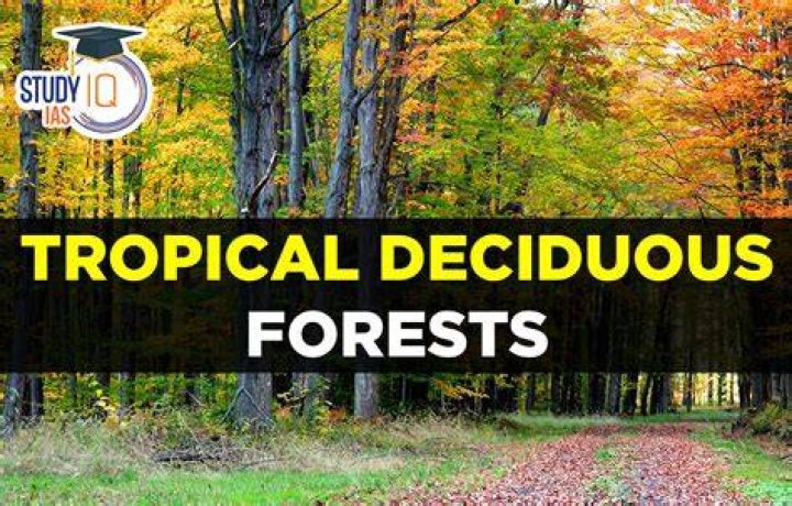 What is the climate of the deciduous forest?