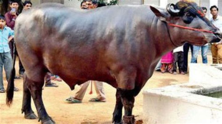 What is the cost of Murrah buffalo?