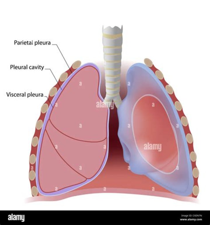 What is the covering of lung?
